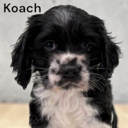 puppy, for, sale, Cocker Spaniel, Joe & Cherri  Overlease, dog, breeder, Miller, MO, dog-breeder, puppy-for-sale, forsale, nearby, find, puppyfind, locator, puppylocator, aca